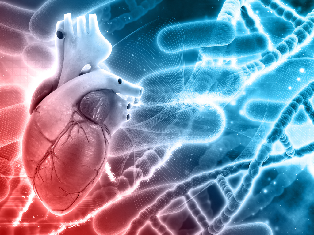 Corazón y genética: ¿el destino cardiovascular está en los genes?