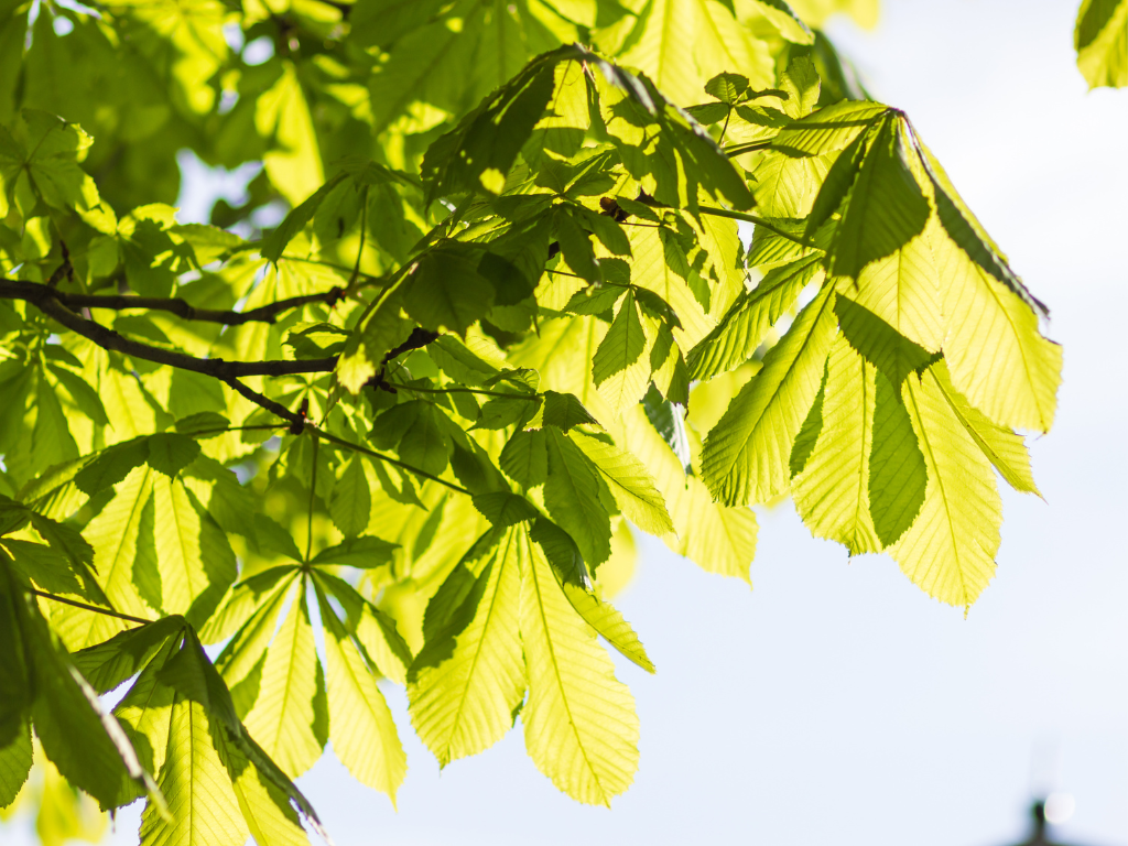 Aire, verde, vida: por qué estar al aire libre mejora la salud integral de las personas